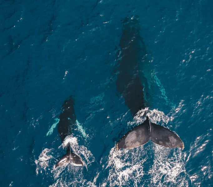 Captain Cousteau recommends: where to watch whale migration