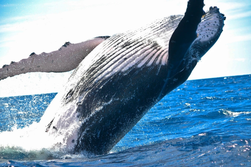 Captain Cousteau recommends: where to watch whale migration