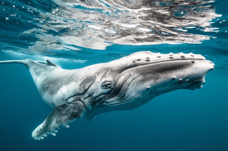 Captain Cousteau recommends: where to watch whale migration