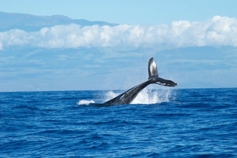 Captain Cousteau recommends: where to watch whale migration