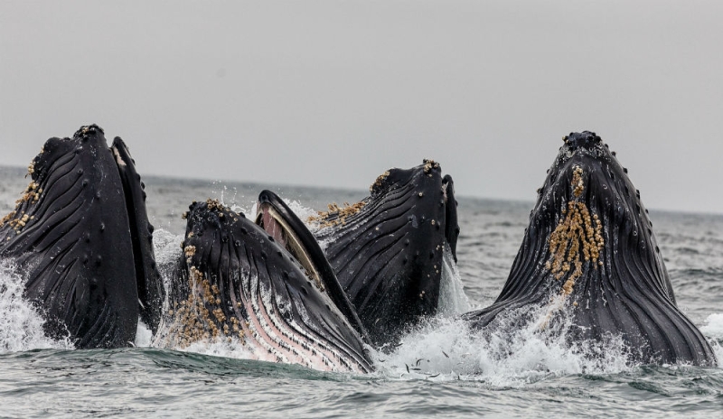 Captain Cousteau recommends: where to watch whale migration