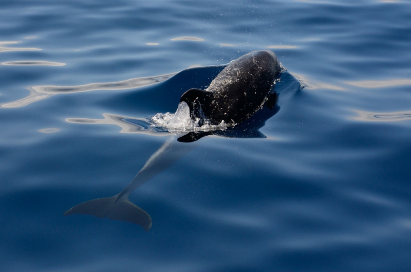 Captain Cousteau recommends: where to watch whale migration