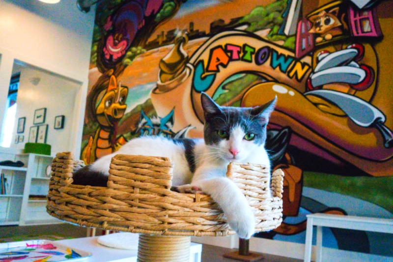 Catcafe: furry therapy for travelers