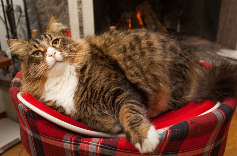 Catcafe: furry therapy for travelers