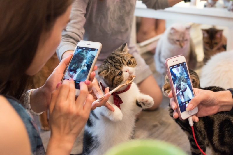 Catcafe: furry therapy for travelers