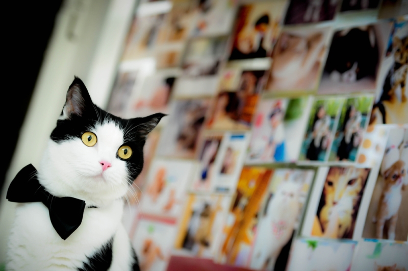 Catcafe: furry therapy for travelers