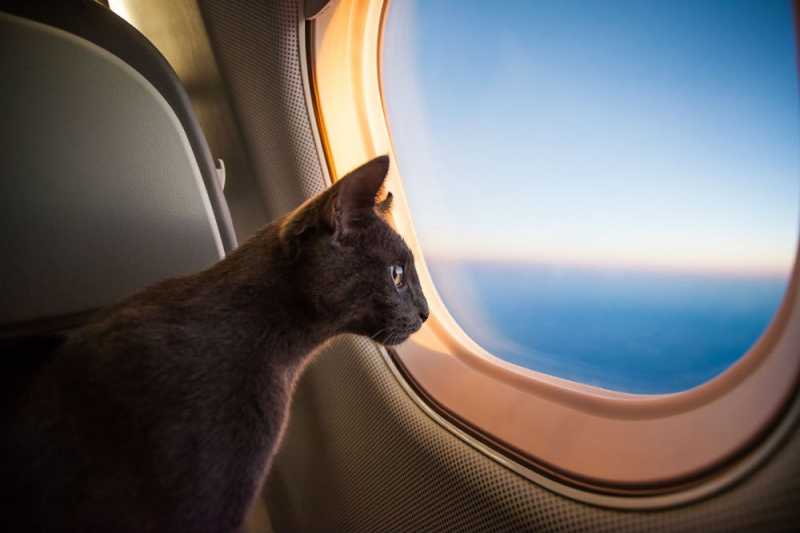 Everything about traveling with animals: how to go, where to stay and what restrictions there are