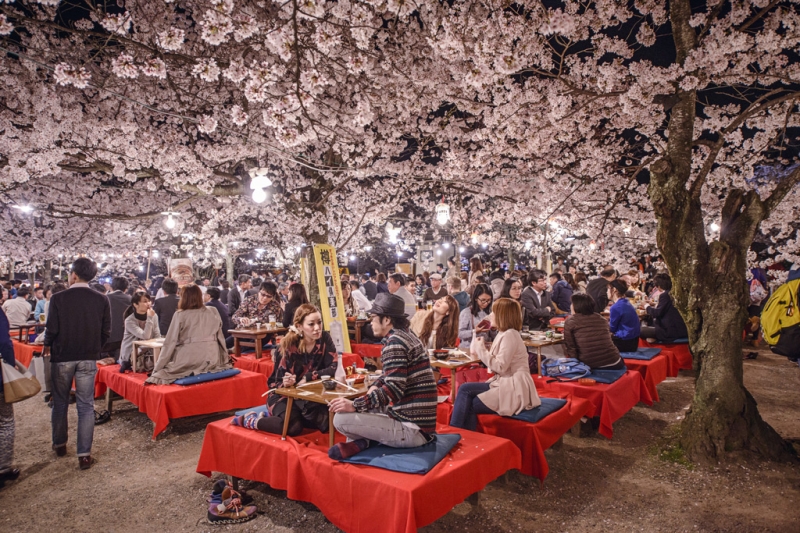 From tulips to jacarandas: flower festivals for every taste