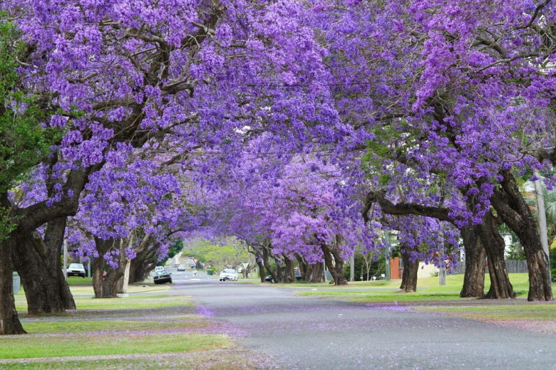 From tulips to jacarandas: flower festivals for every taste