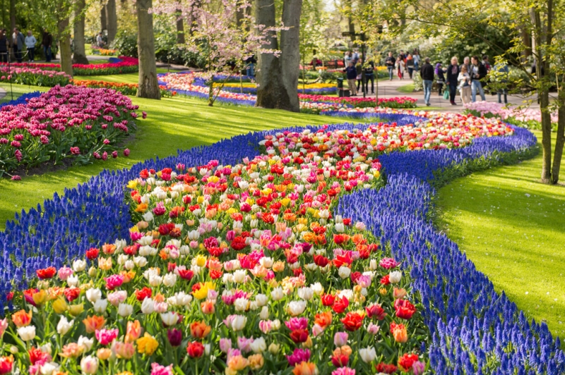 From tulips to jacarandas: flower festivals for every taste