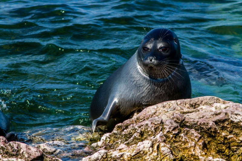 Holidays on Baikal in summer 2020