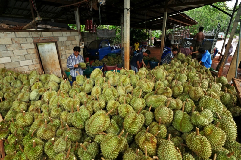 How to avoid going to jail for shorts or durian