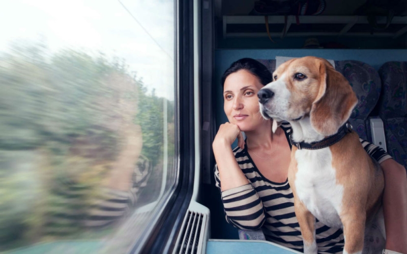 How to travel with animals on the train