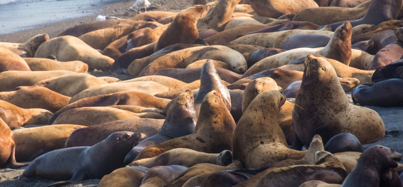 Passion for the black island of Kunashiru