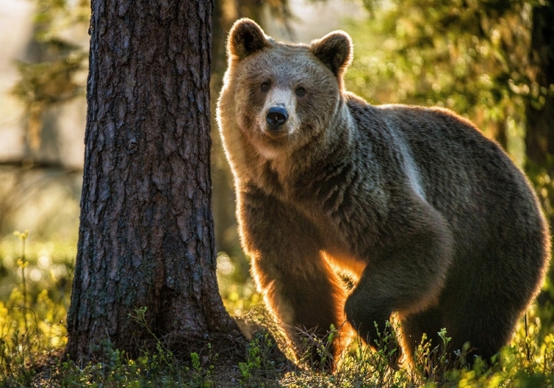 Pet, feed, observe: where to touch wild nature