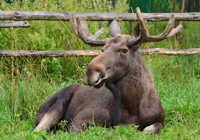 Pet, feed, observe: where to touch wild nature