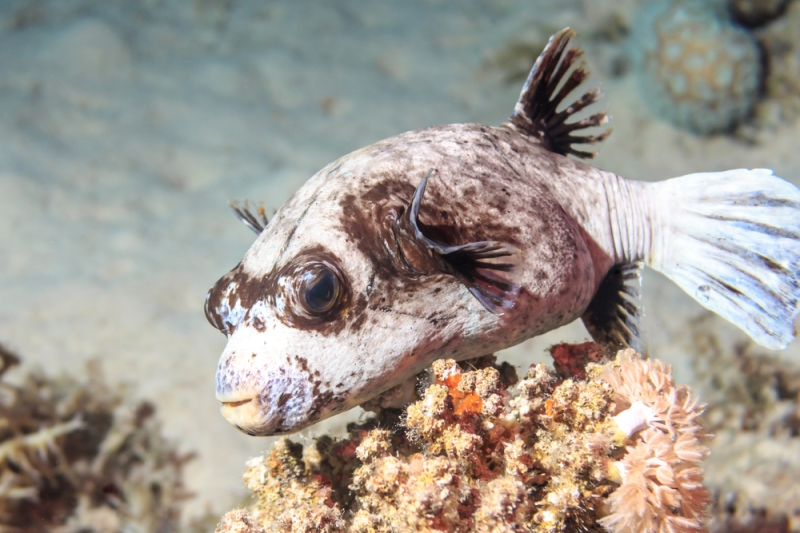 The beauty of the Red Sea: top 5 diving paradises