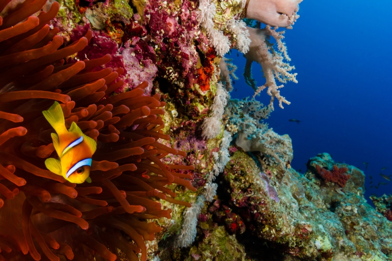 The beauty of the Red Sea: top 5 diving paradises