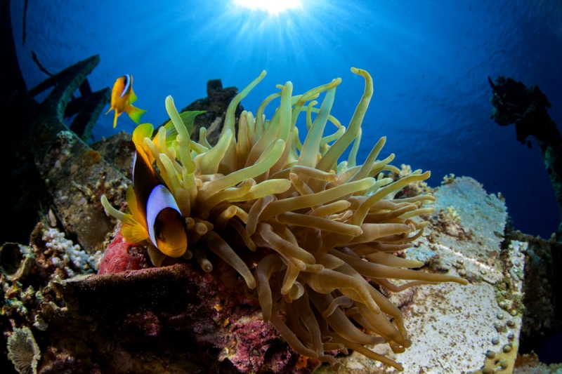 The beauty of the Red Sea: top 5 diving paradises