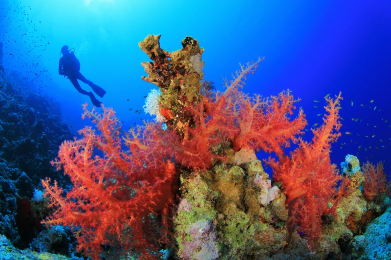 The beauty of the Red Sea: top 5 diving paradises