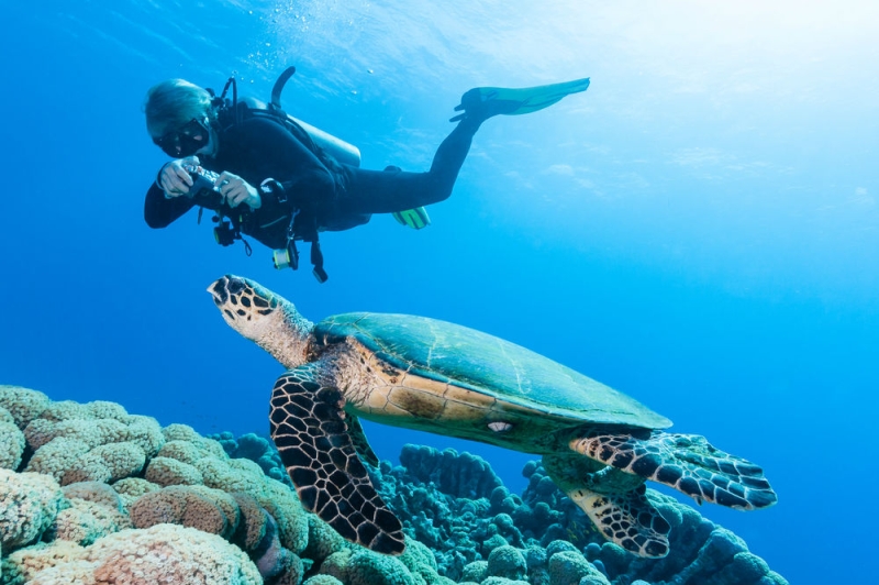 The beauty of the Red Sea: top 5 diving paradises