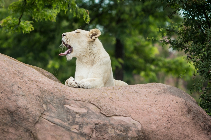 The best zoos on five continents
