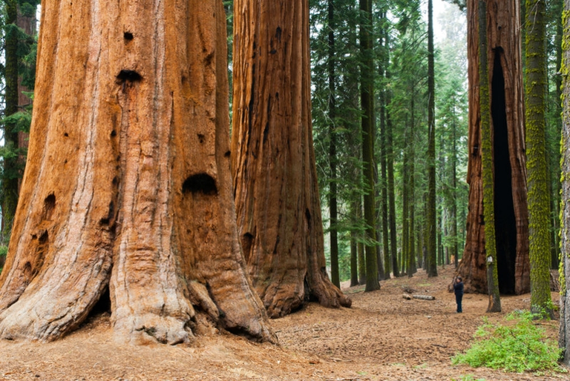 This is not a poplar: trees that impress