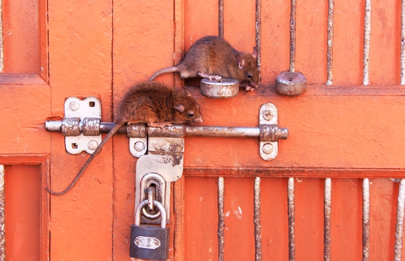 Unusual temples: why people worship rats and snakes