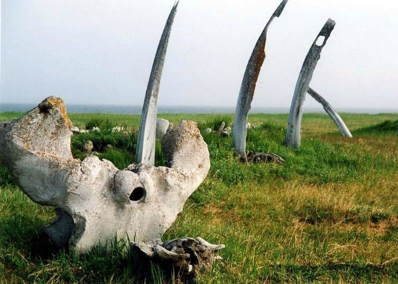 Whale Alley in Chukotka