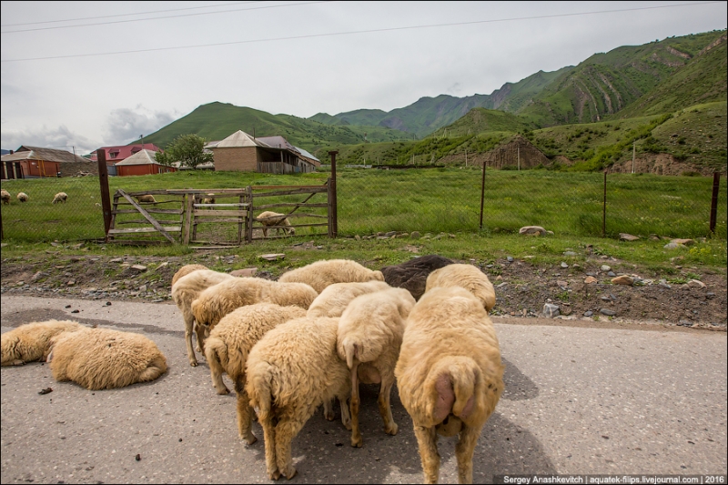 Adventures of a Kudablin participant in Chechnya. Part I