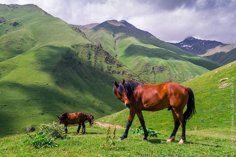 Adventures of the Kudablin participants in Georgia. Part II