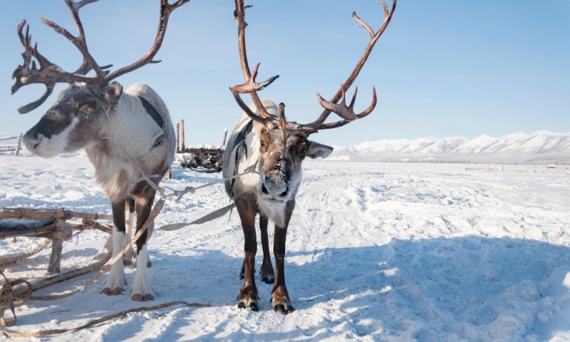 Arrow to the north: where to go on holiday in the Arctic