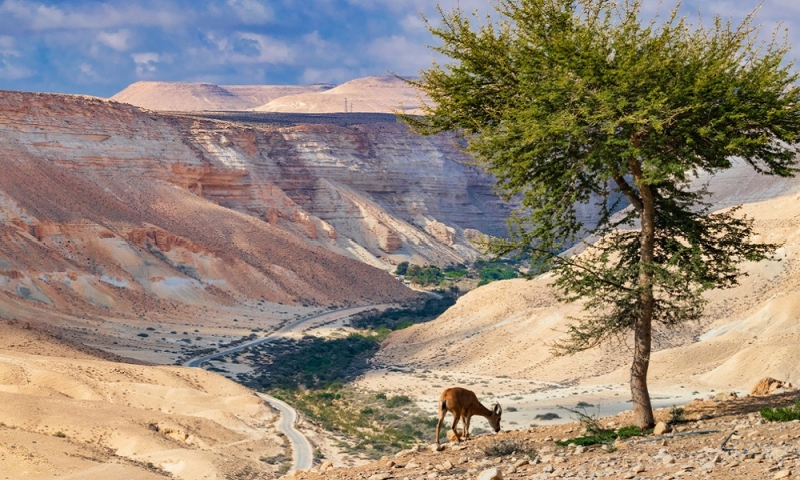 Autumn on the beaches of Israel