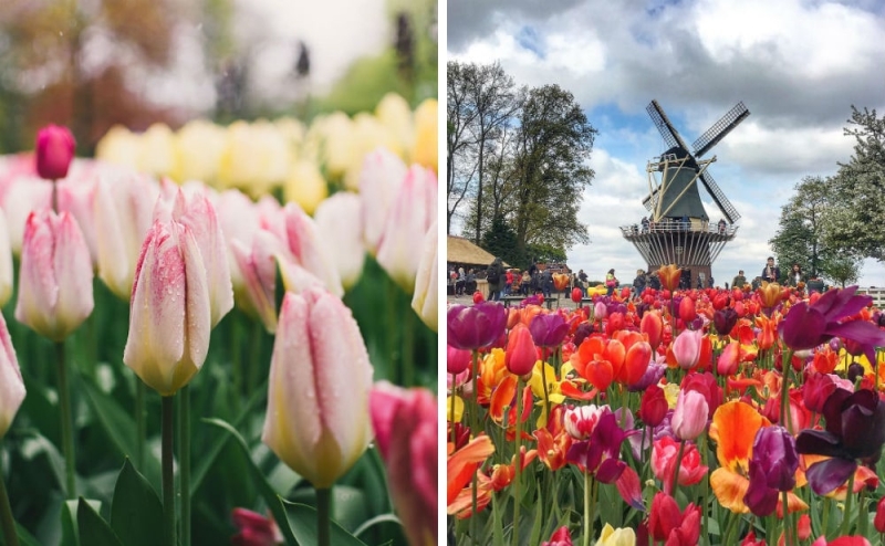 Blooming Europe: where to go in spring