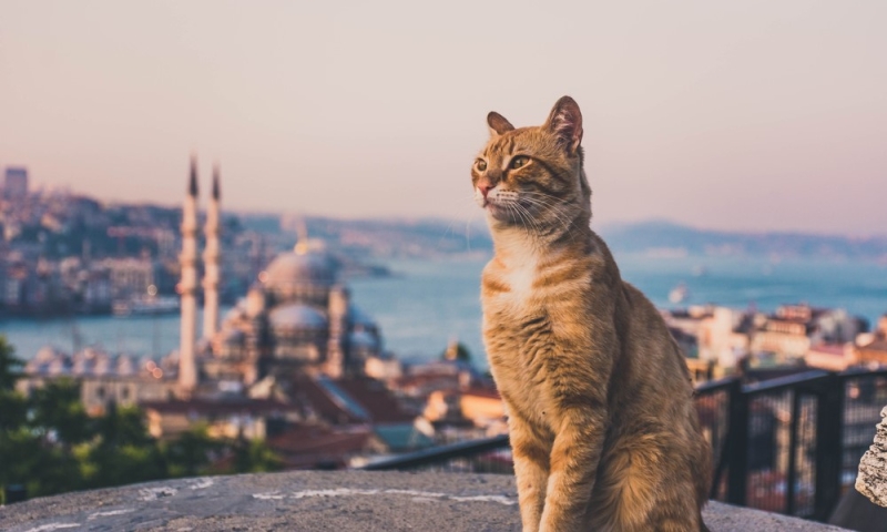 Cat towns for weekend trips