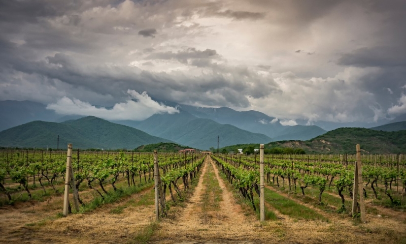 Glorious Kakheti: ancient monasteries, endless valleys and a lot of wine