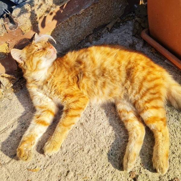 Istanbul is a city of cats and bright colors!