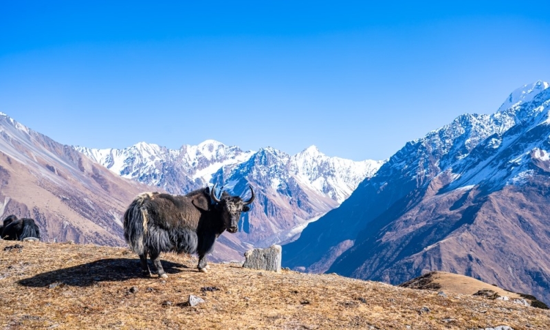Nepal: towards the gods, mountain peaks and yaks
