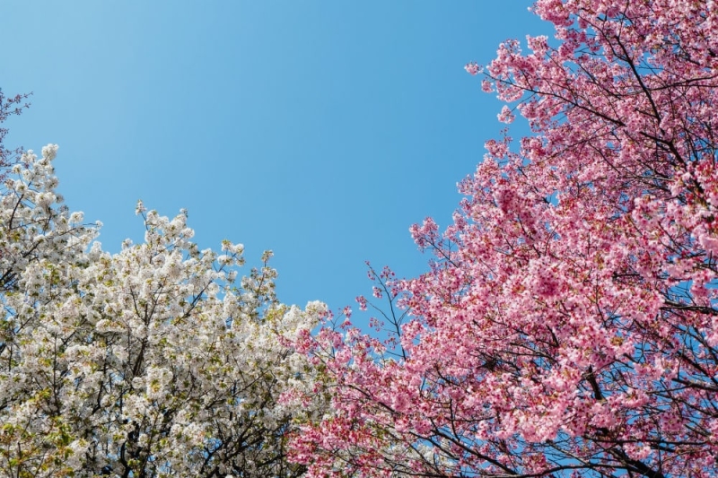 Not only in Japan and not only in spring: where to watch cherry blossoms