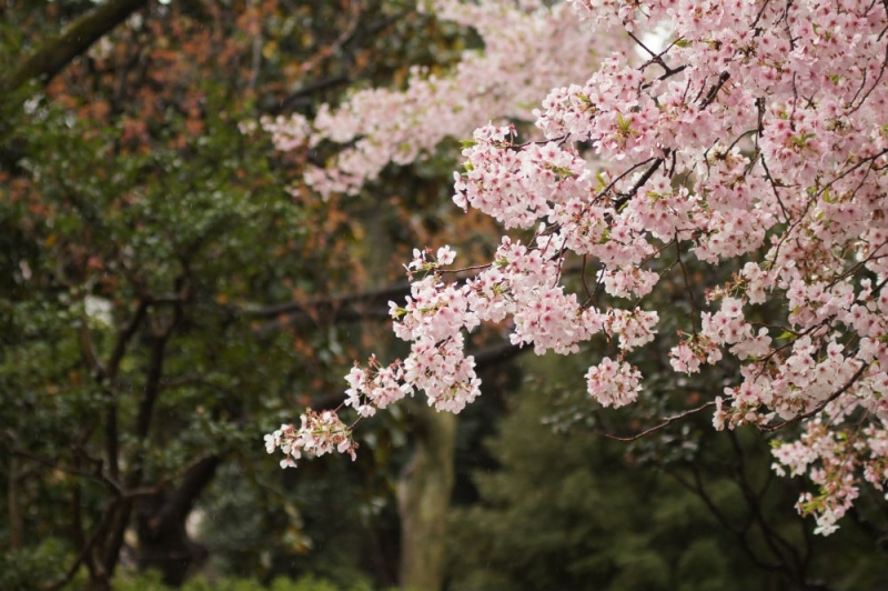 Not only in Japan and not only in spring: where to watch cherry blossoms