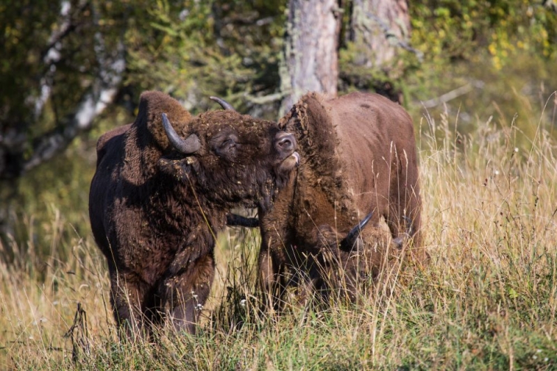 Route from Russian Explorers: Altai