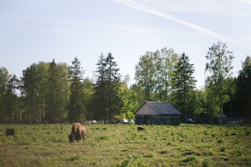 Route from Russian Explorers: picturesque suburbs of St. Petersburg