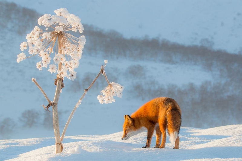 Traveling around Russia: where the winter fairy tale lives