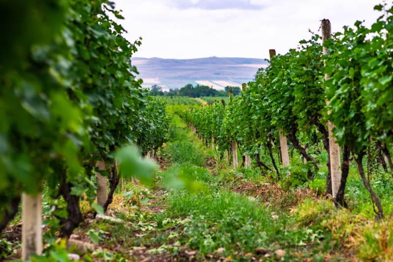 Wine tourism: a trip to the wineries of the world