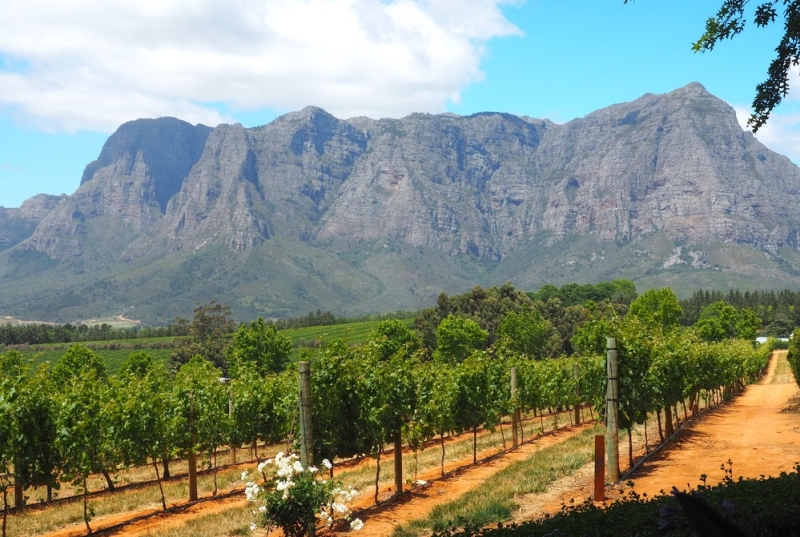 Wine tourism: a trip to the wineries of the world