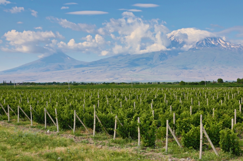 Wine tourism: a trip to the wineries of the world